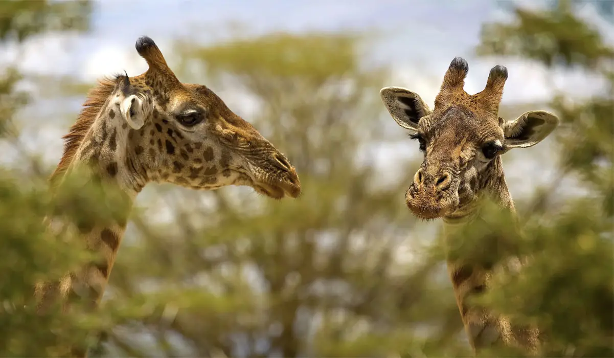 Tarangire, Serengeti, Ngorongoro and Lake Manyara safari