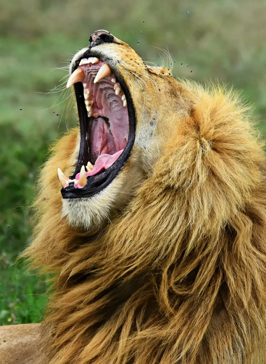 Great Migration safari in Northern Tanzania