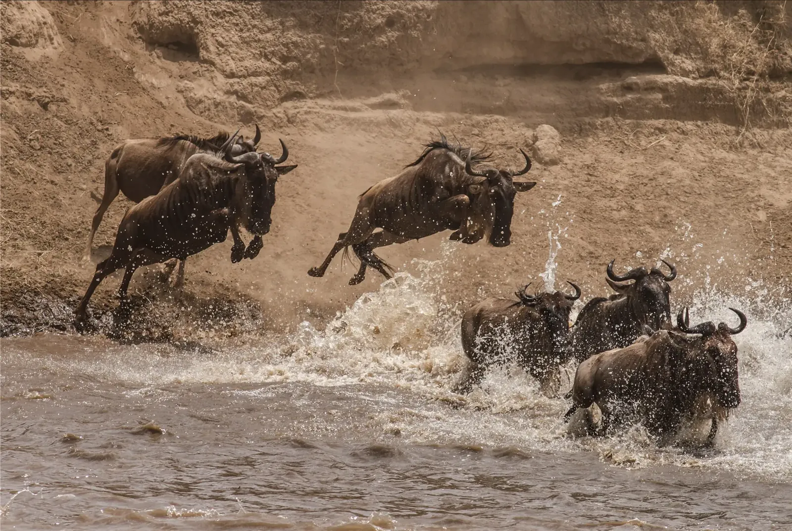 Wildebeest herds crossing the Serengeti plains