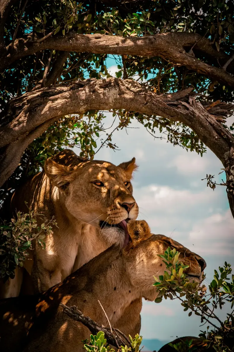 6-Day Serengeti Private Safari