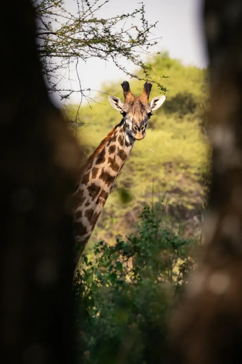 Tanzania safari and Zanzibar beach escape