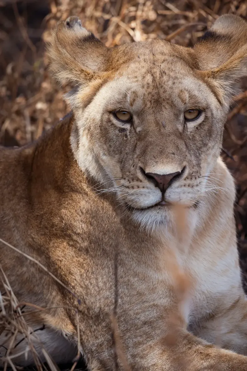 6-Day Serengeti Private Safari