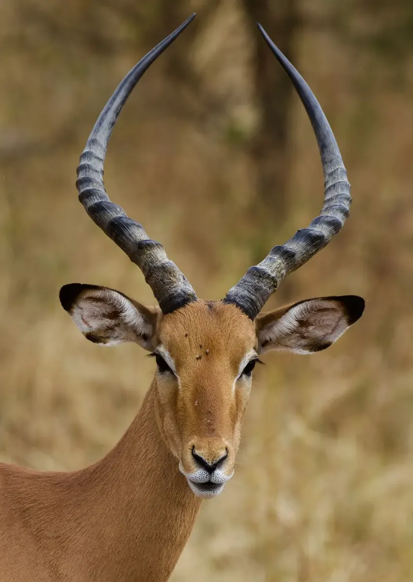 Tarangire baobab safari landscape