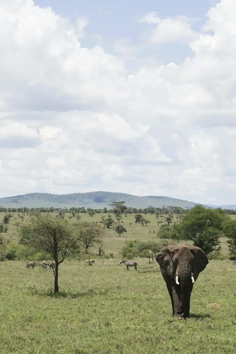 Classic Tanzania safari wildlife