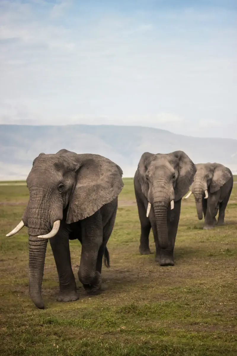 Northern Tanzania elephant safari