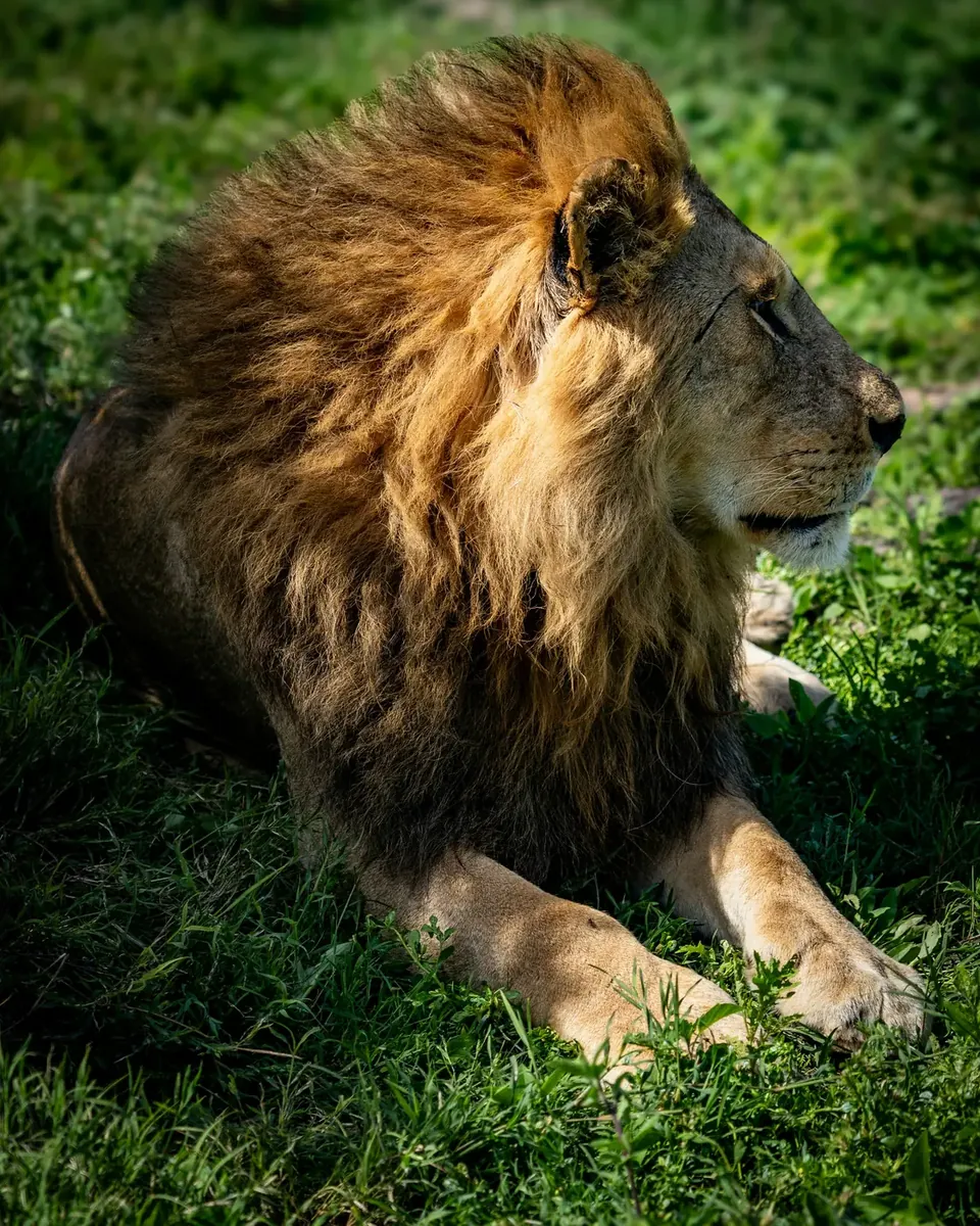 Kilinyota Safaris guests on safari