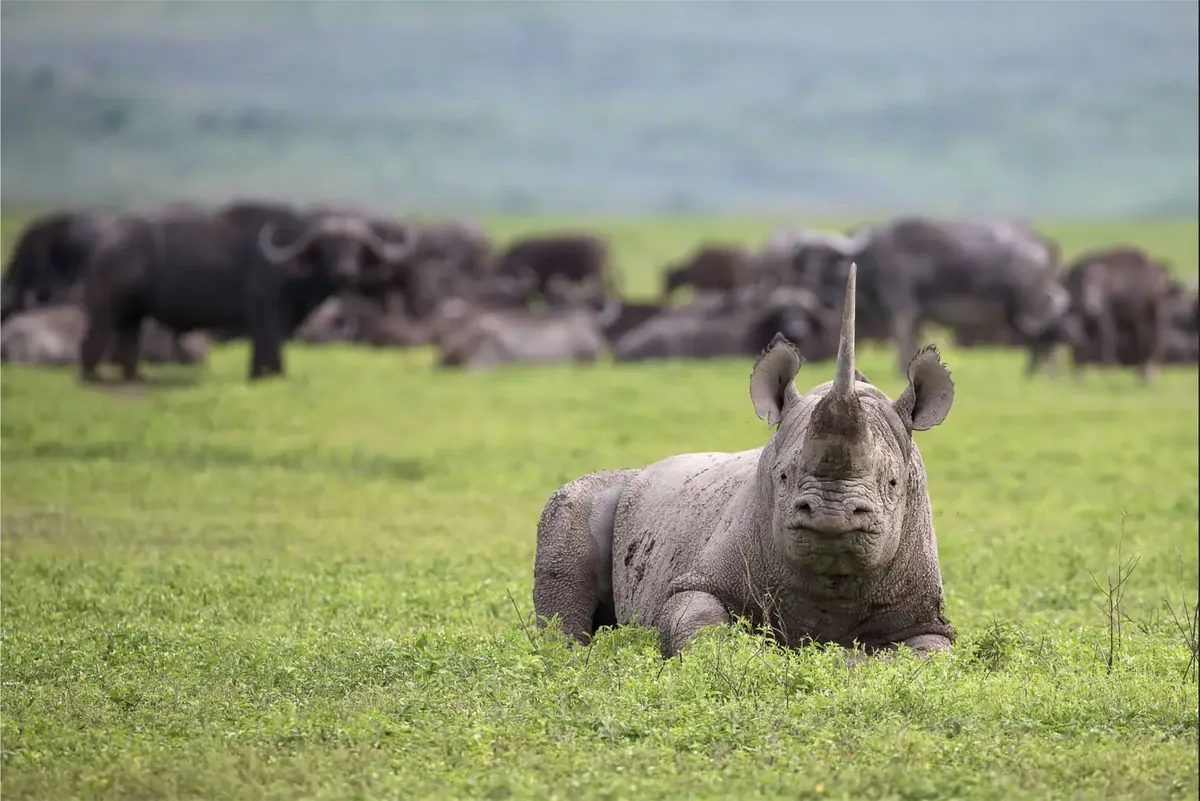 Ngorongoro Crater
