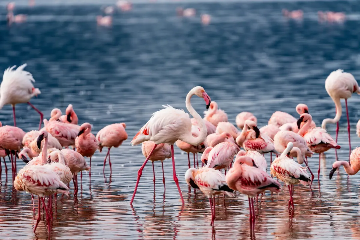 Lake Manyara birdlife