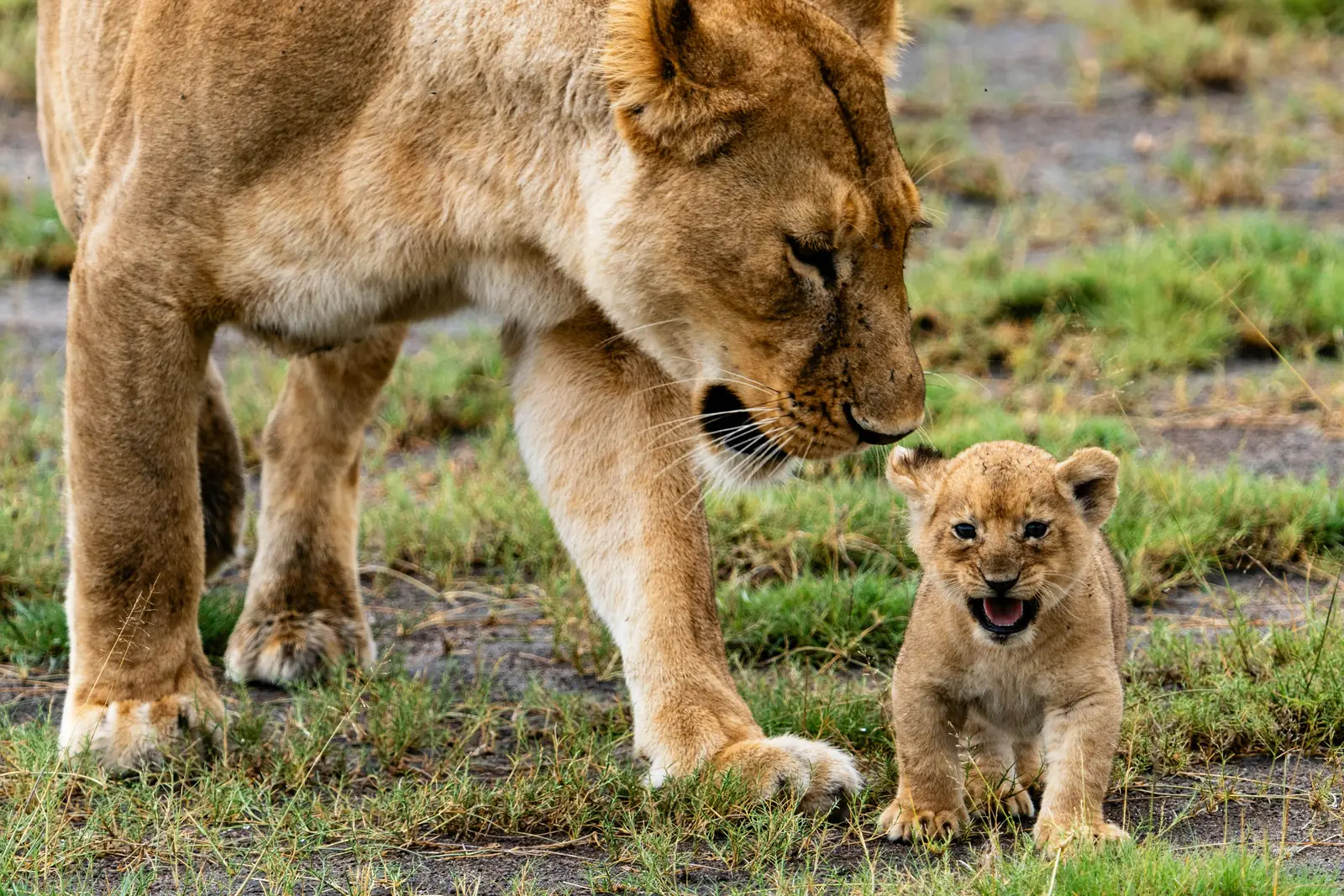 7-Day African Safari Tour