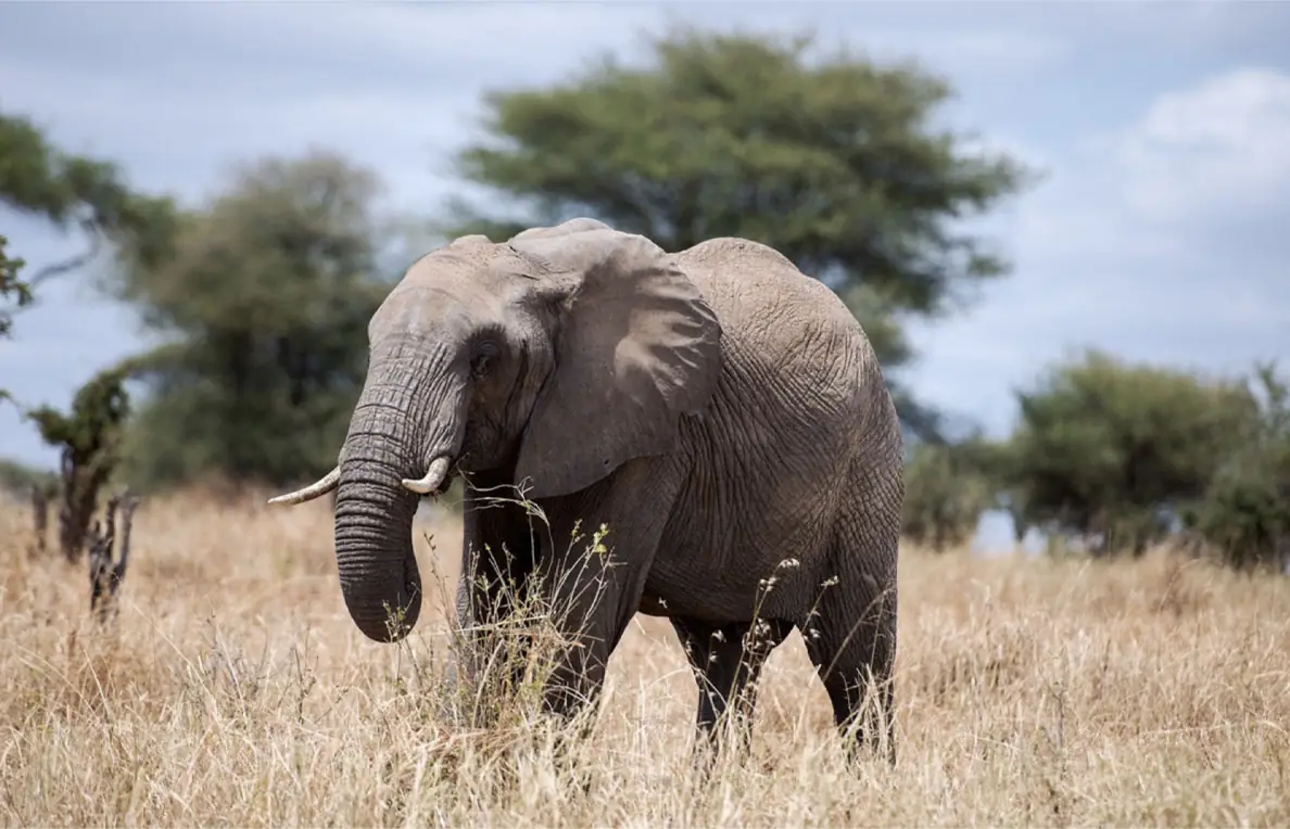 Tarangire National Park