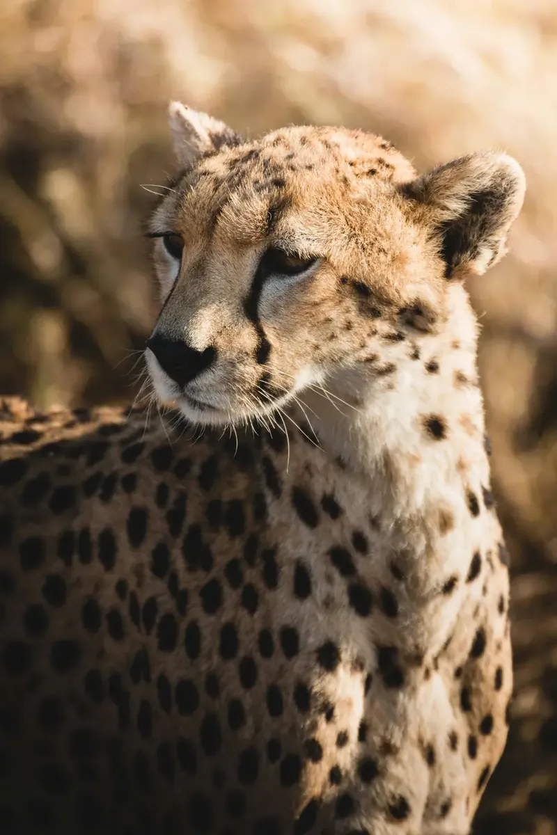 Ngorongoro Crater wildlife safari